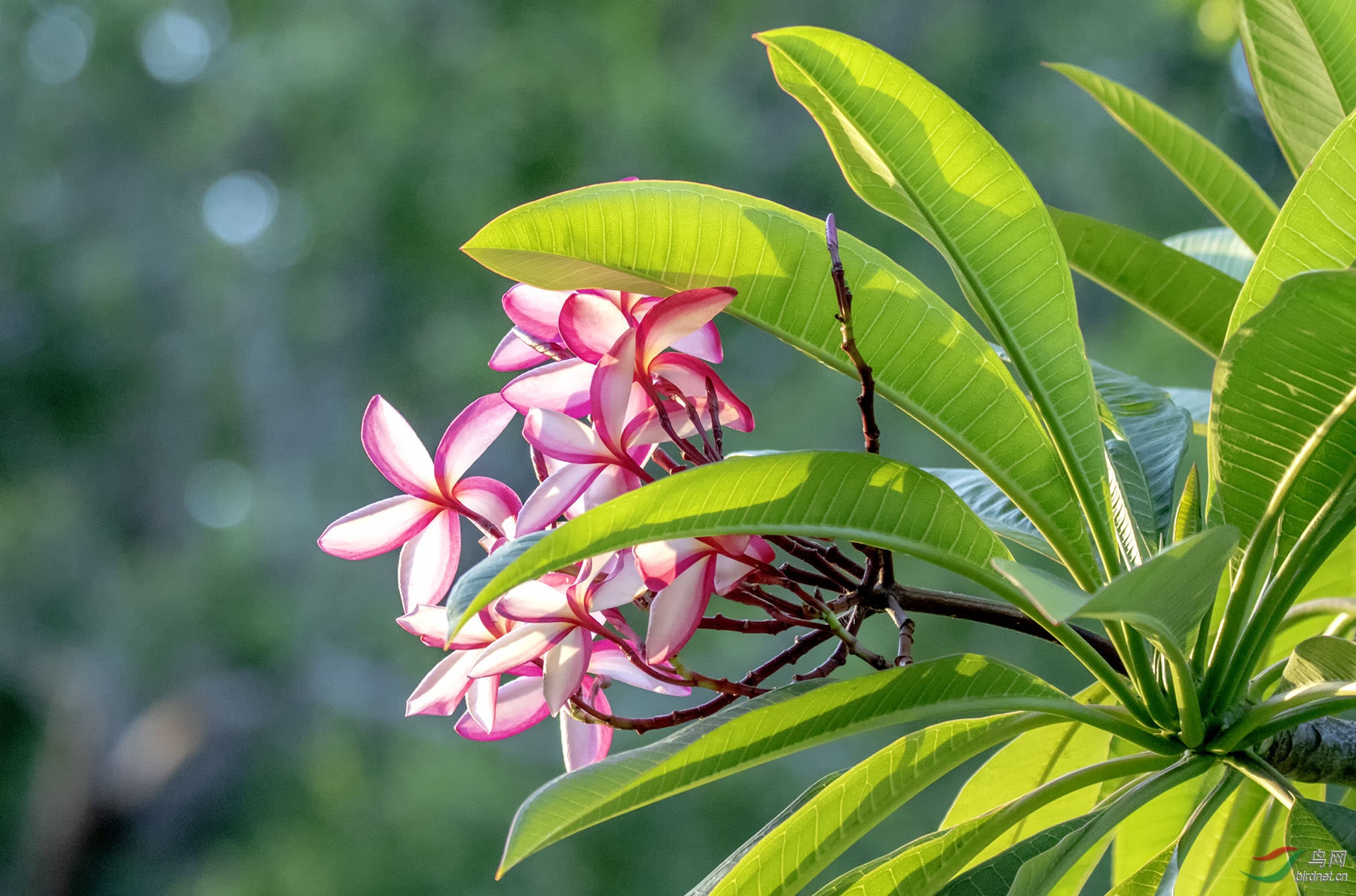 艳丽(热带花卉)