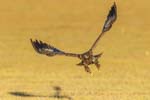 11 (118).JPG