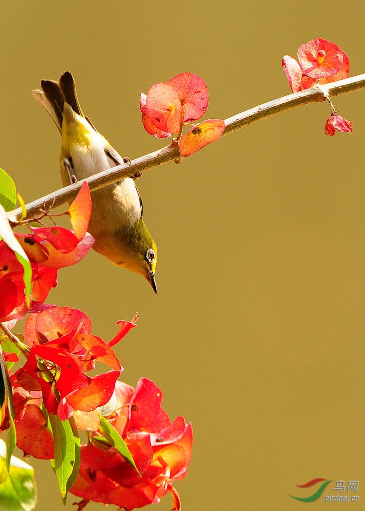 花鳥圖