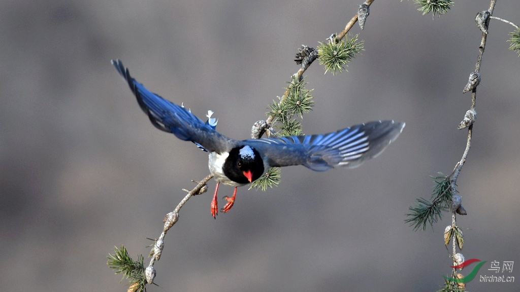 ������ȵ