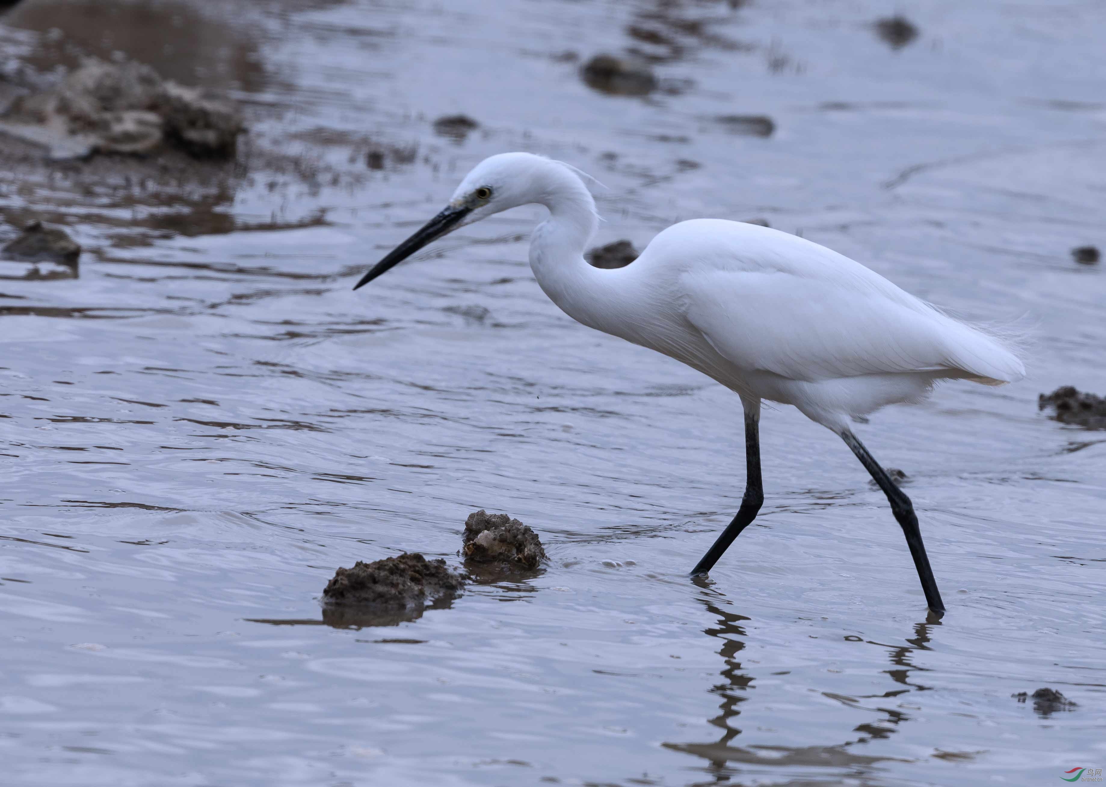 canon 5d iv 328和小白拍鸟的一点体会