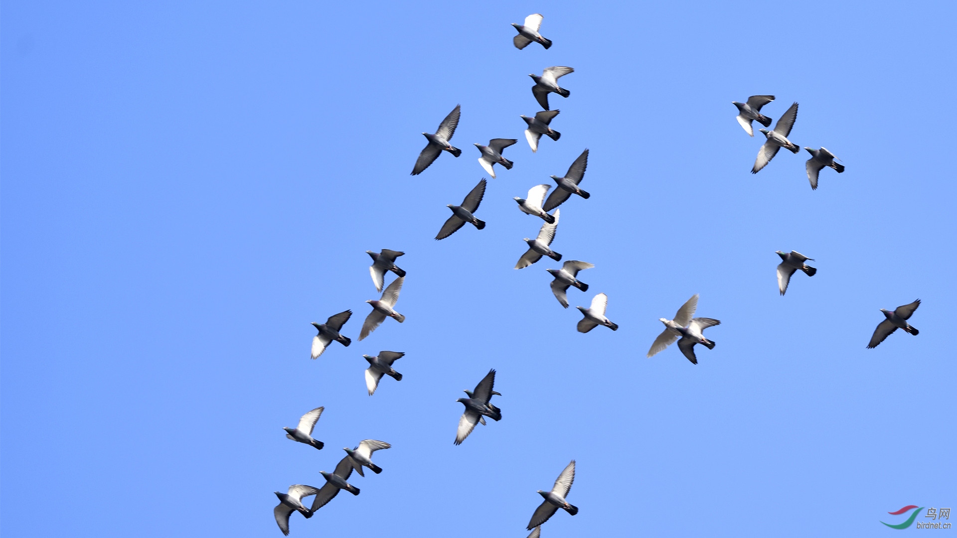 飞翔的鸽群