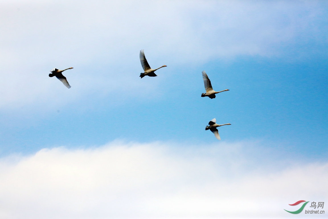 蓝天白云