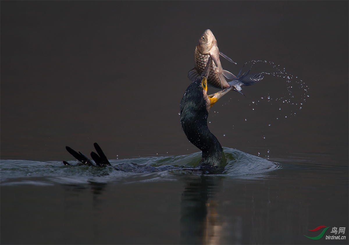 DSC_8479 ����a-1.jpg