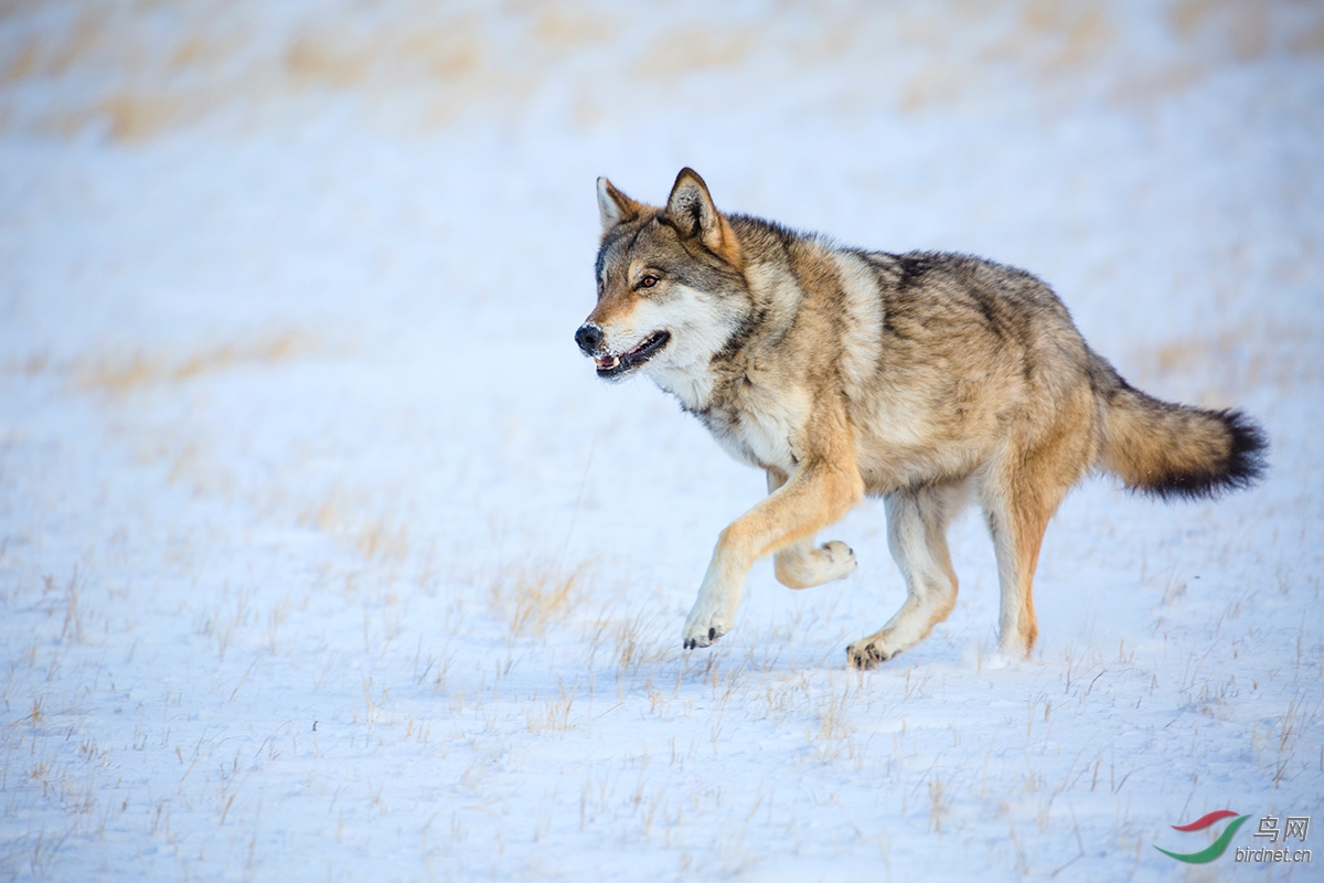 《草原狼》~祝贺荣获首页动物精华!