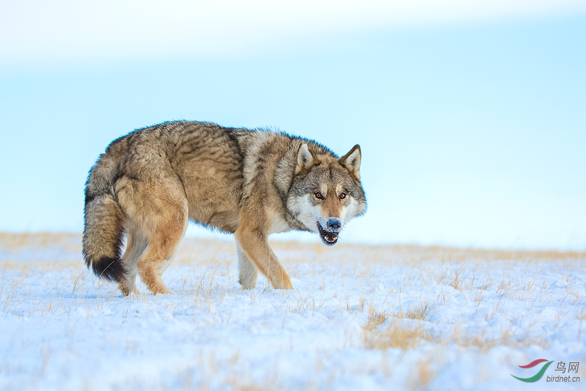 《草原狼》~祝贺荣获首页动物精华!