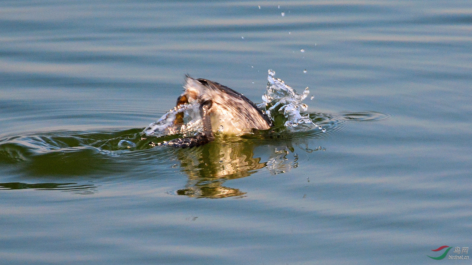 DSC_6435.JPG