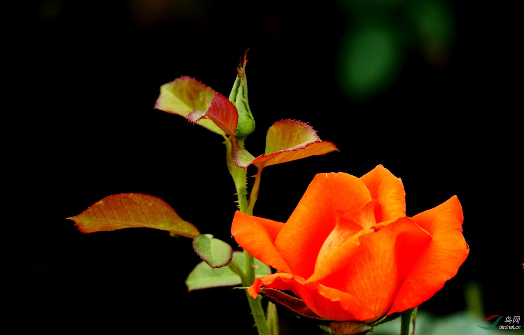 DSC08396.JPG