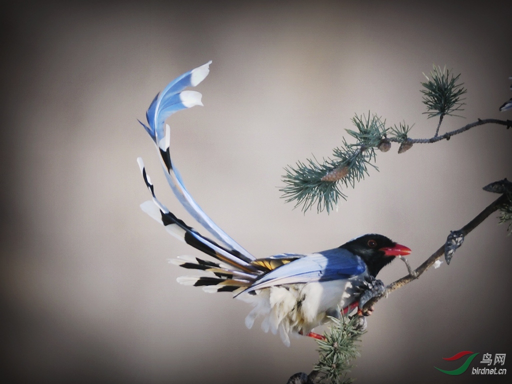 ������ȵ