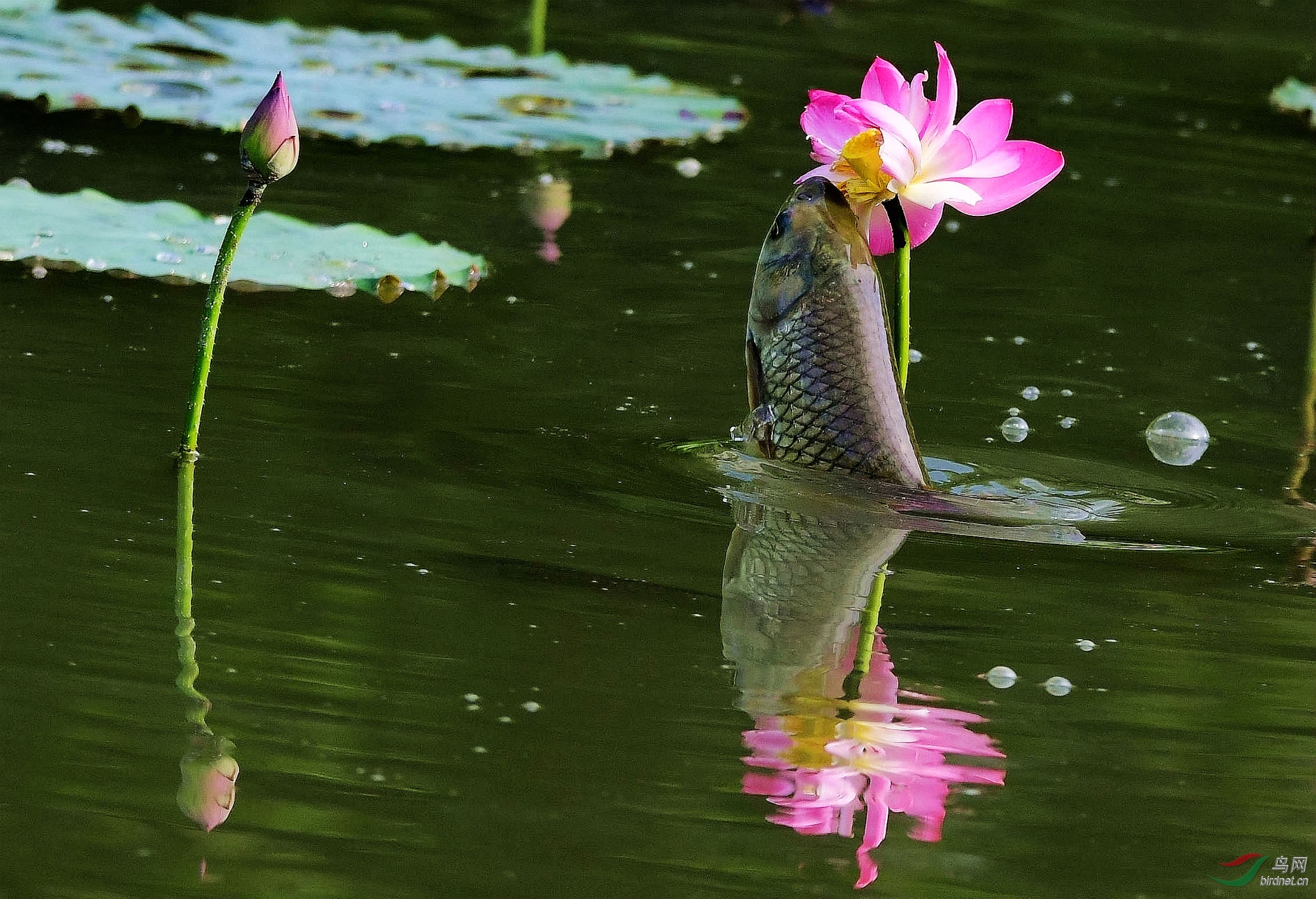 鱼吃荷花