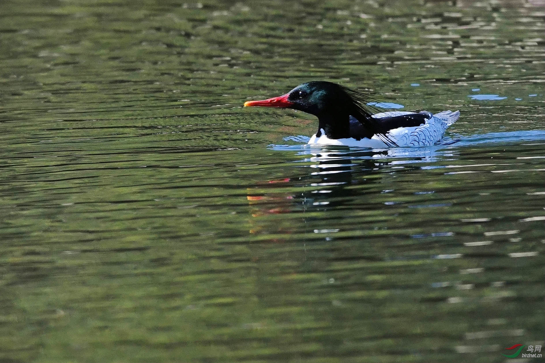 DSC_0513_����.jpg