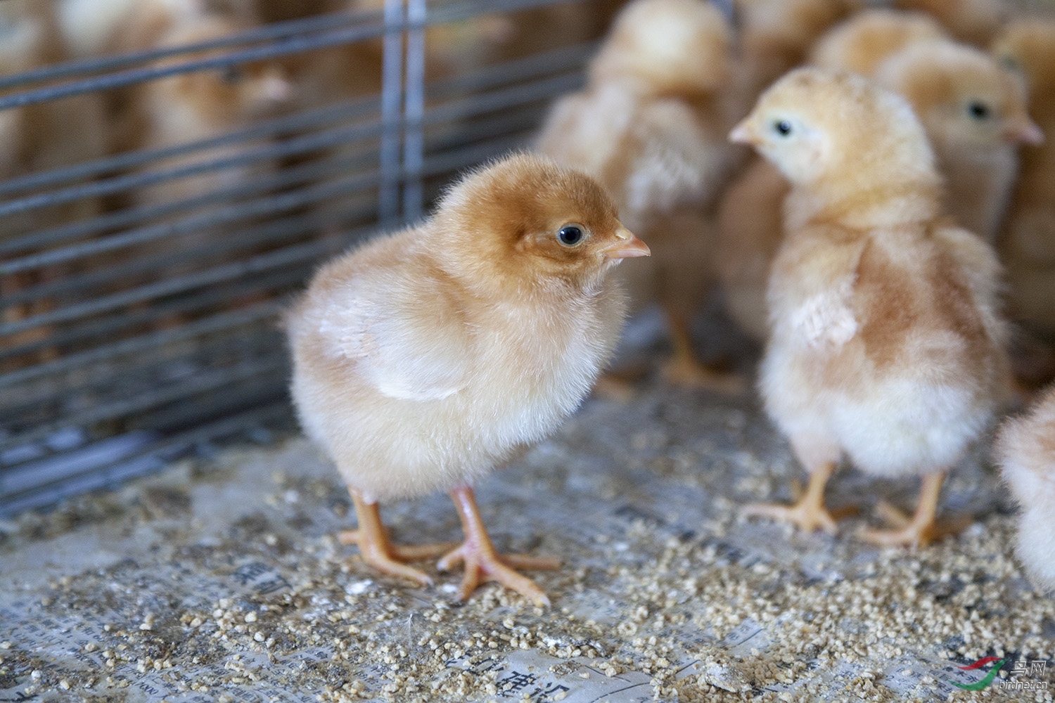 毛茸茸的鸡崽儿