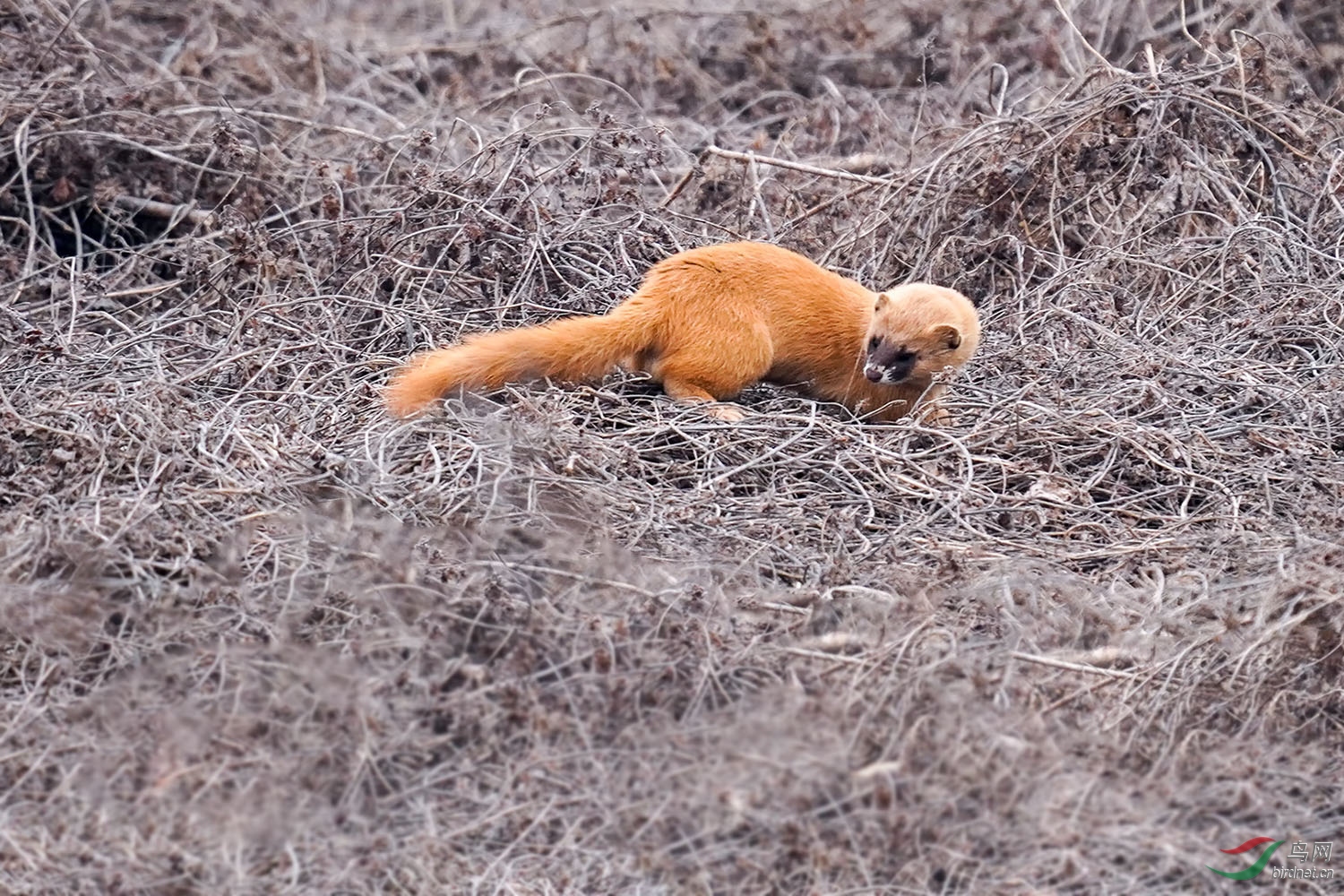 DSC02653-1.jpg