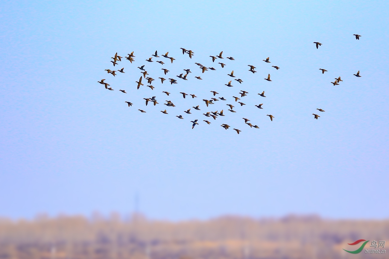 ����Ļ���Ѽ