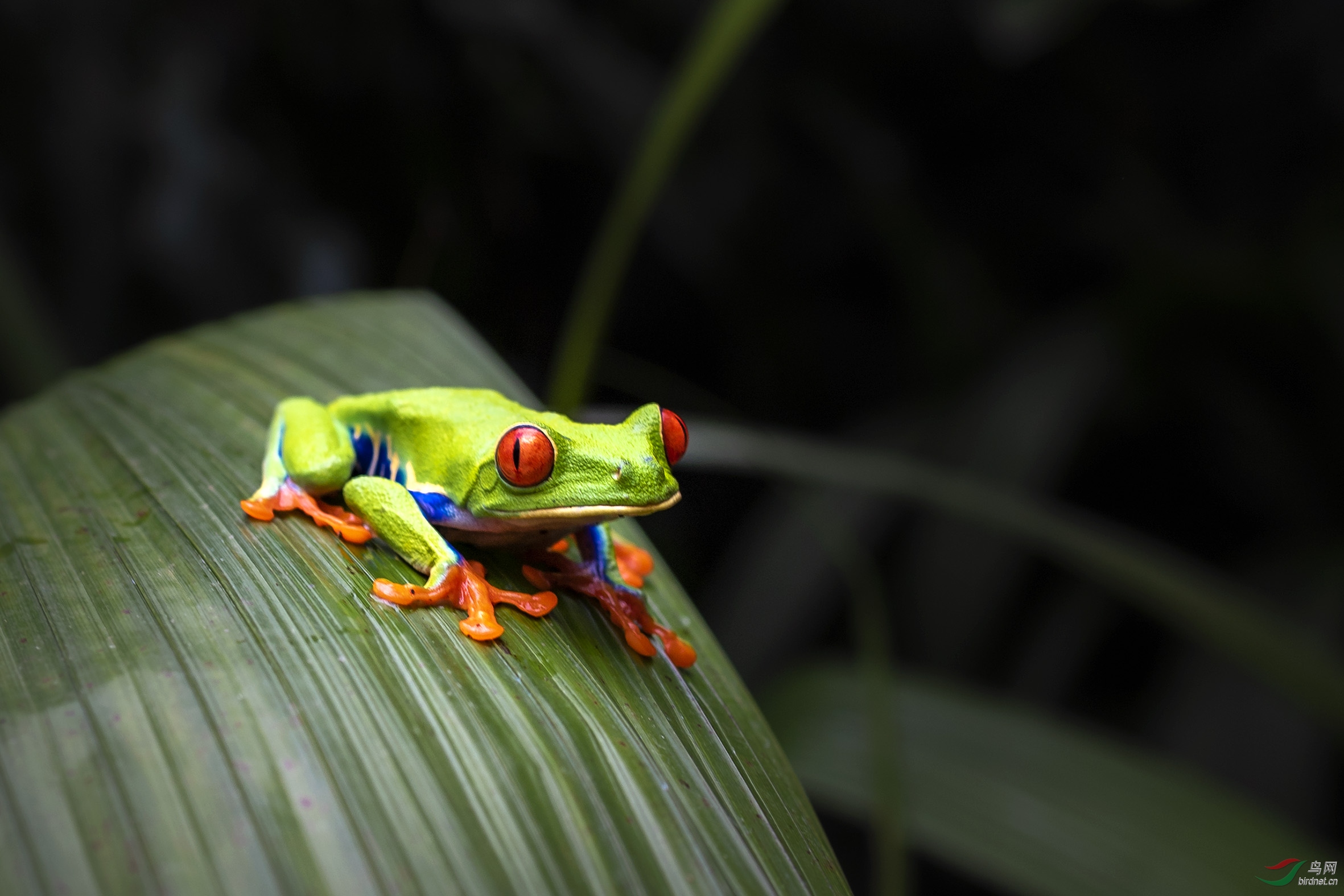华西雨蛙饲养环境图片