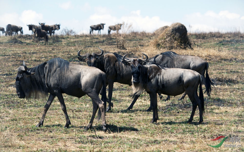 非洲草原食草动物角马3