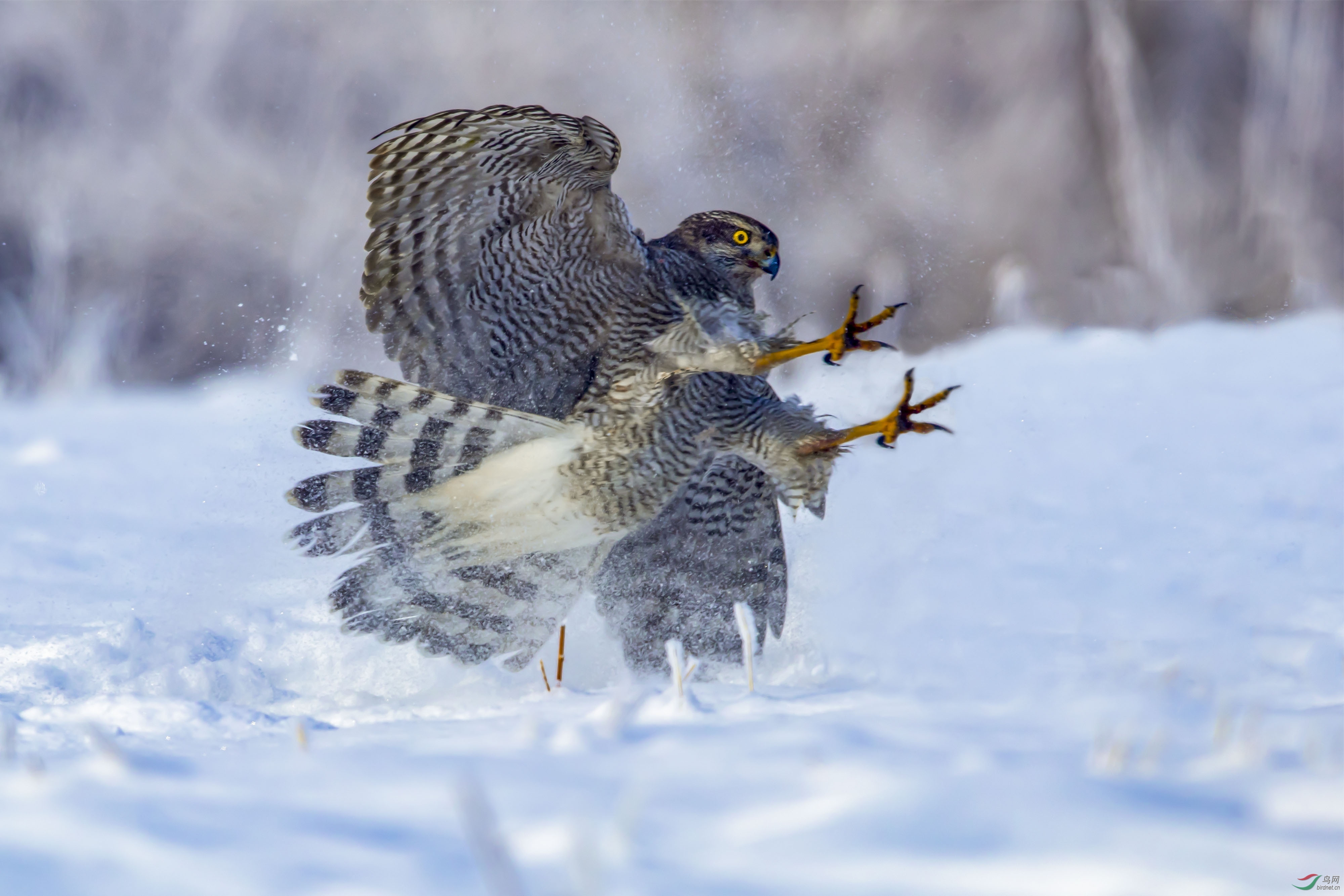 [国内] 扑食-------苍鹰