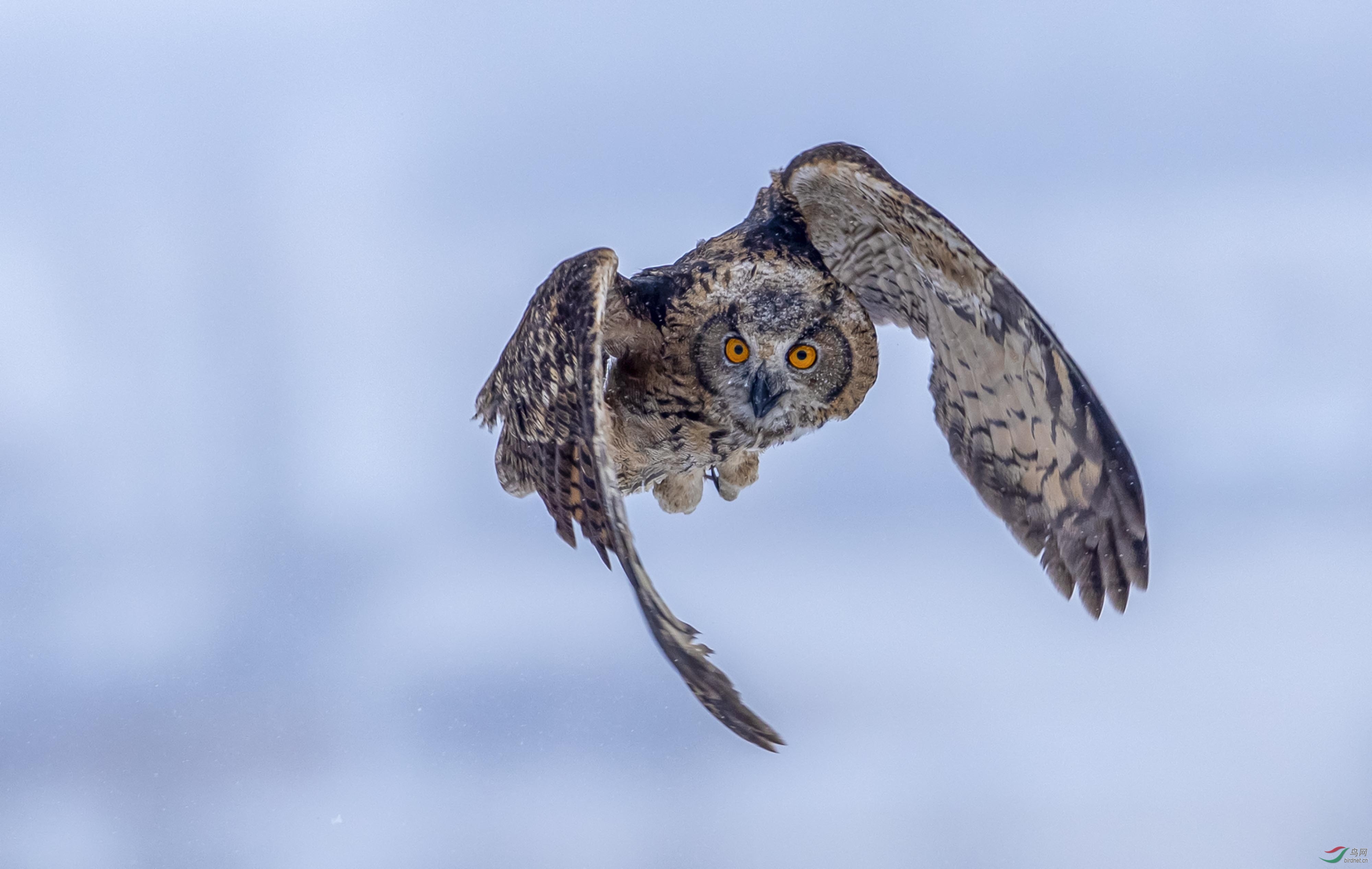 一览众山小雕鸮祝贺老师佳作荣获首页精华