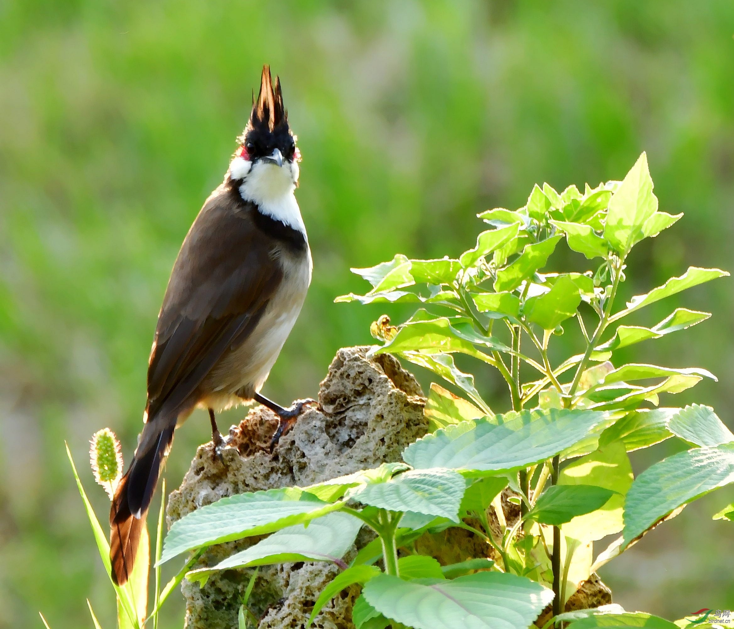 DSC_3084_conew3.jpg