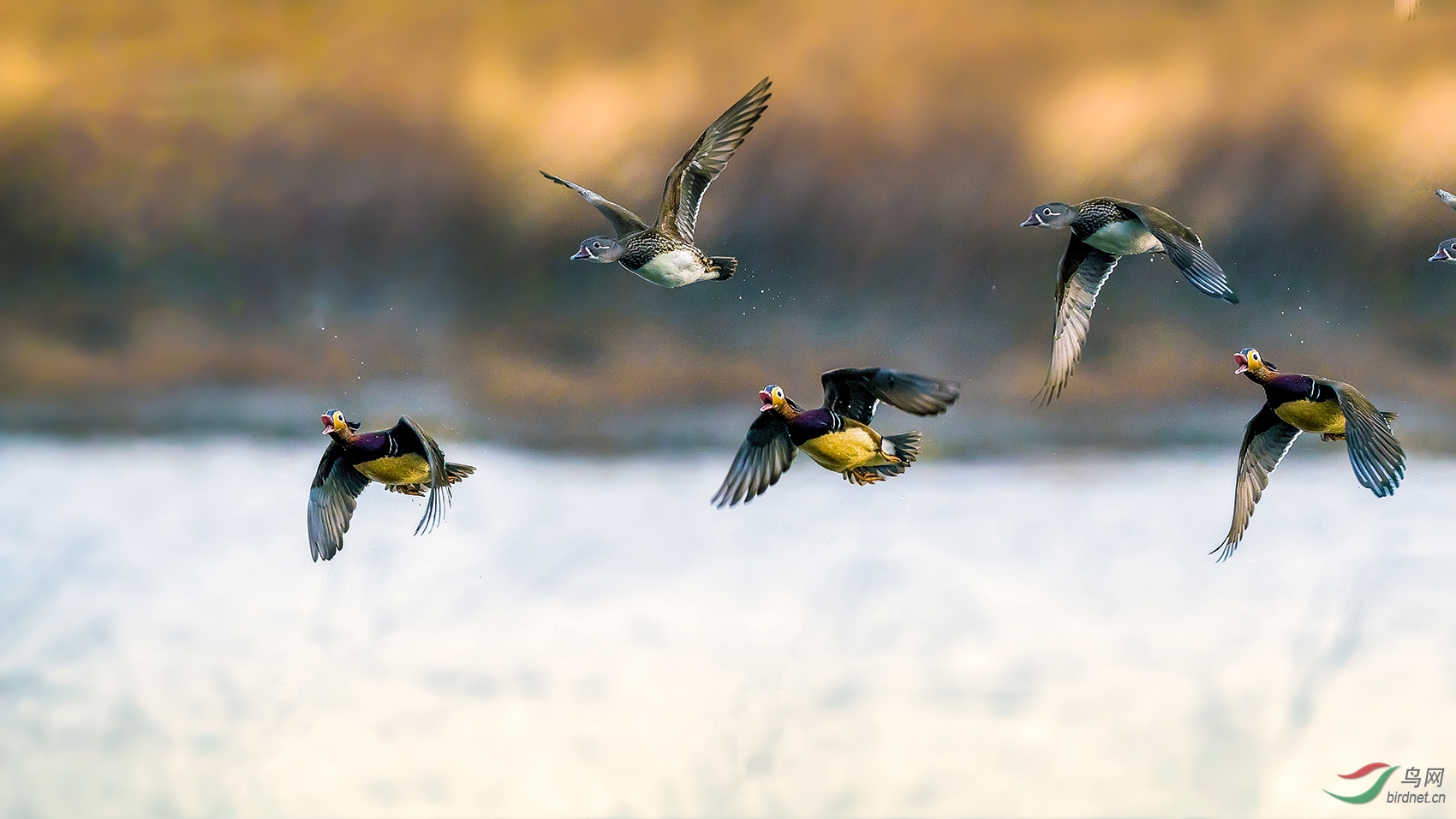 我们摄影人必须承担野生动物保护的神圣职责!