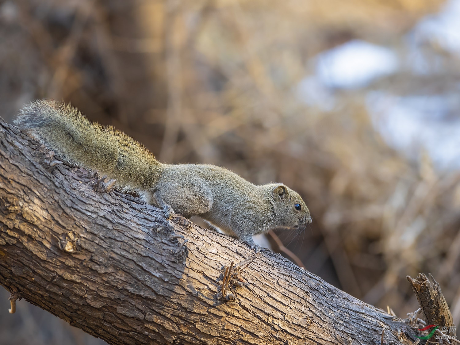 DSC_6307.jpg