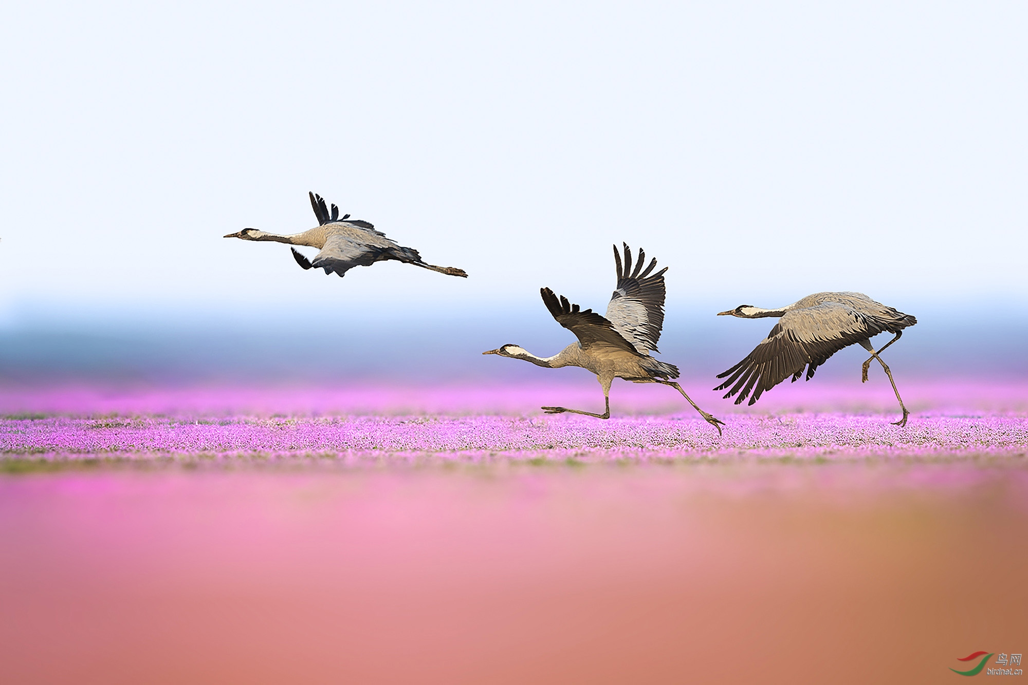 ��ݵػҺ�-1.jpg