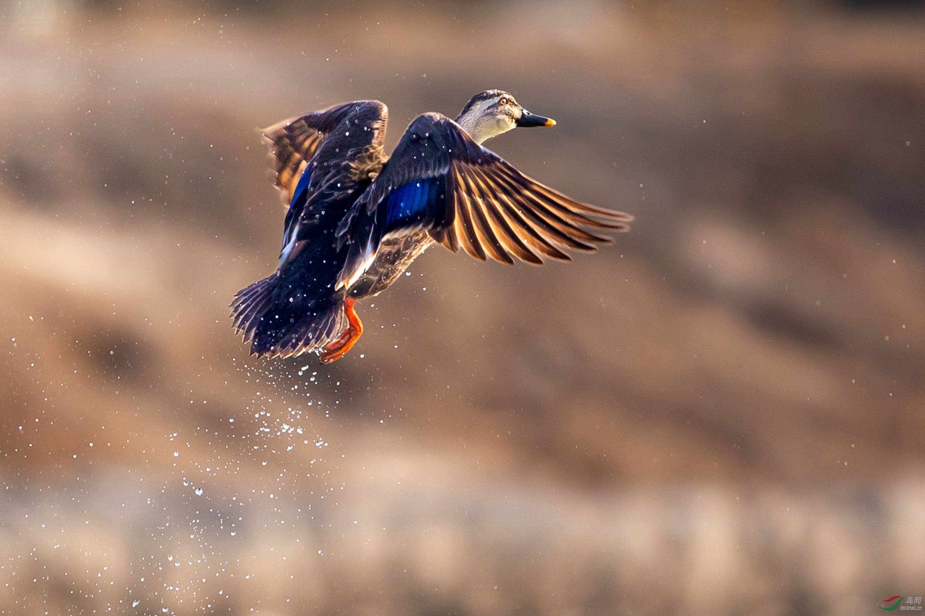 ����Ѽ (5).JPG