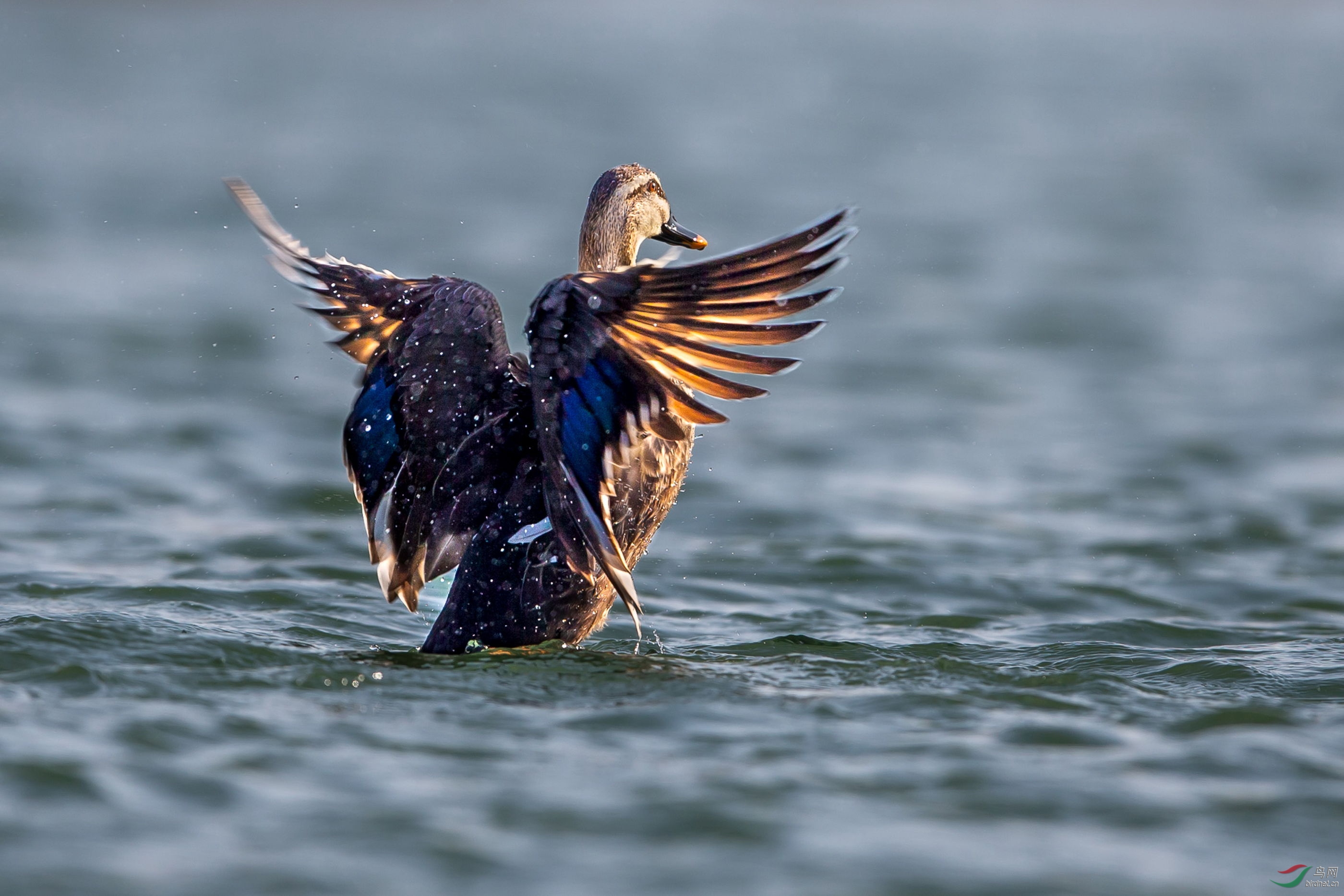 ����Ѽ (7).JPG