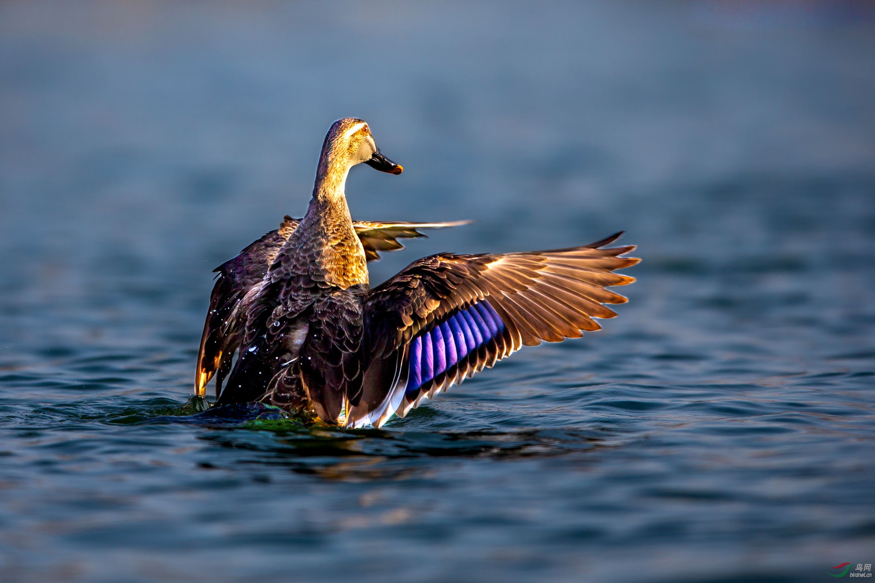 ����Ѽ (8).JPG