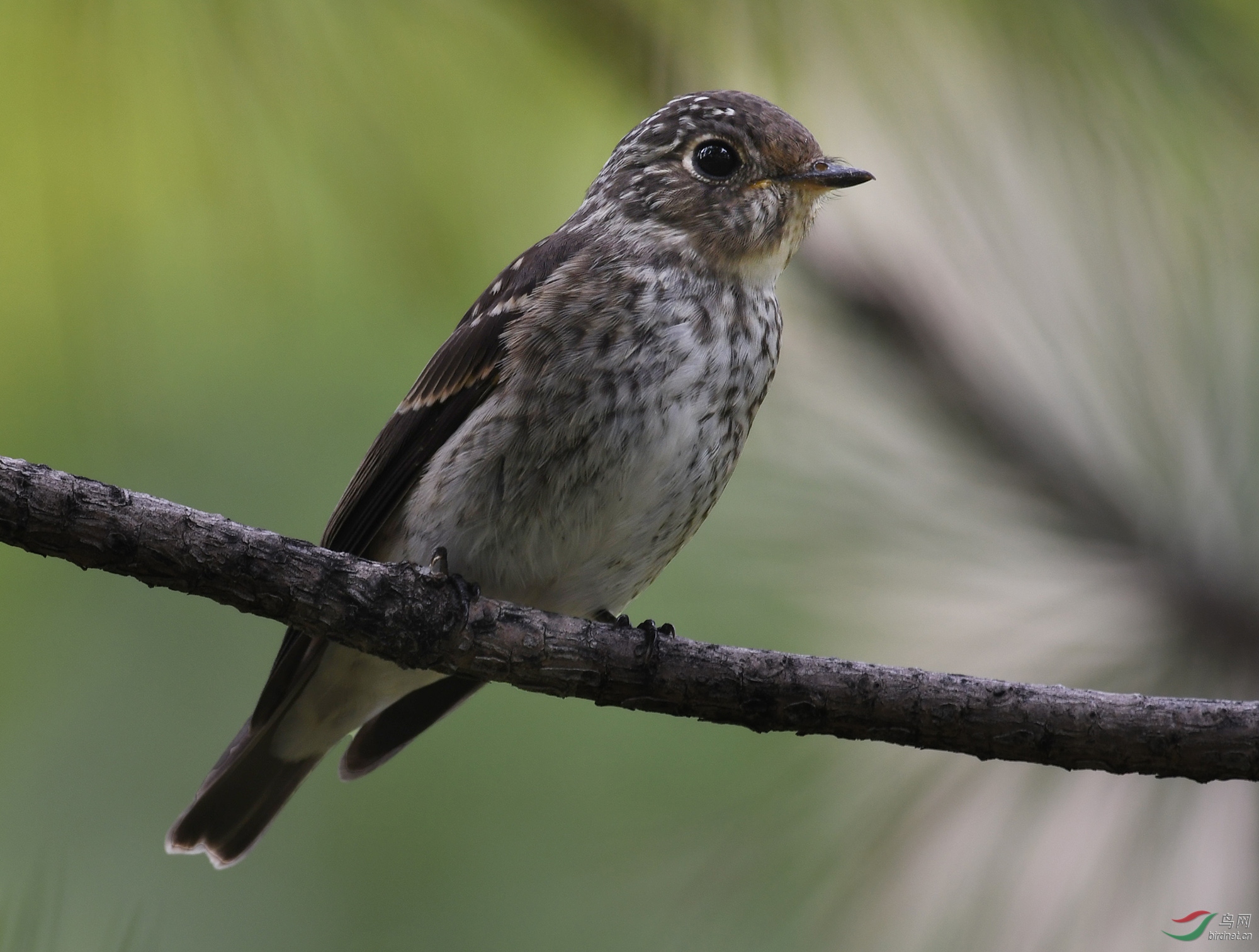 ������Ӱ 925����.jpg