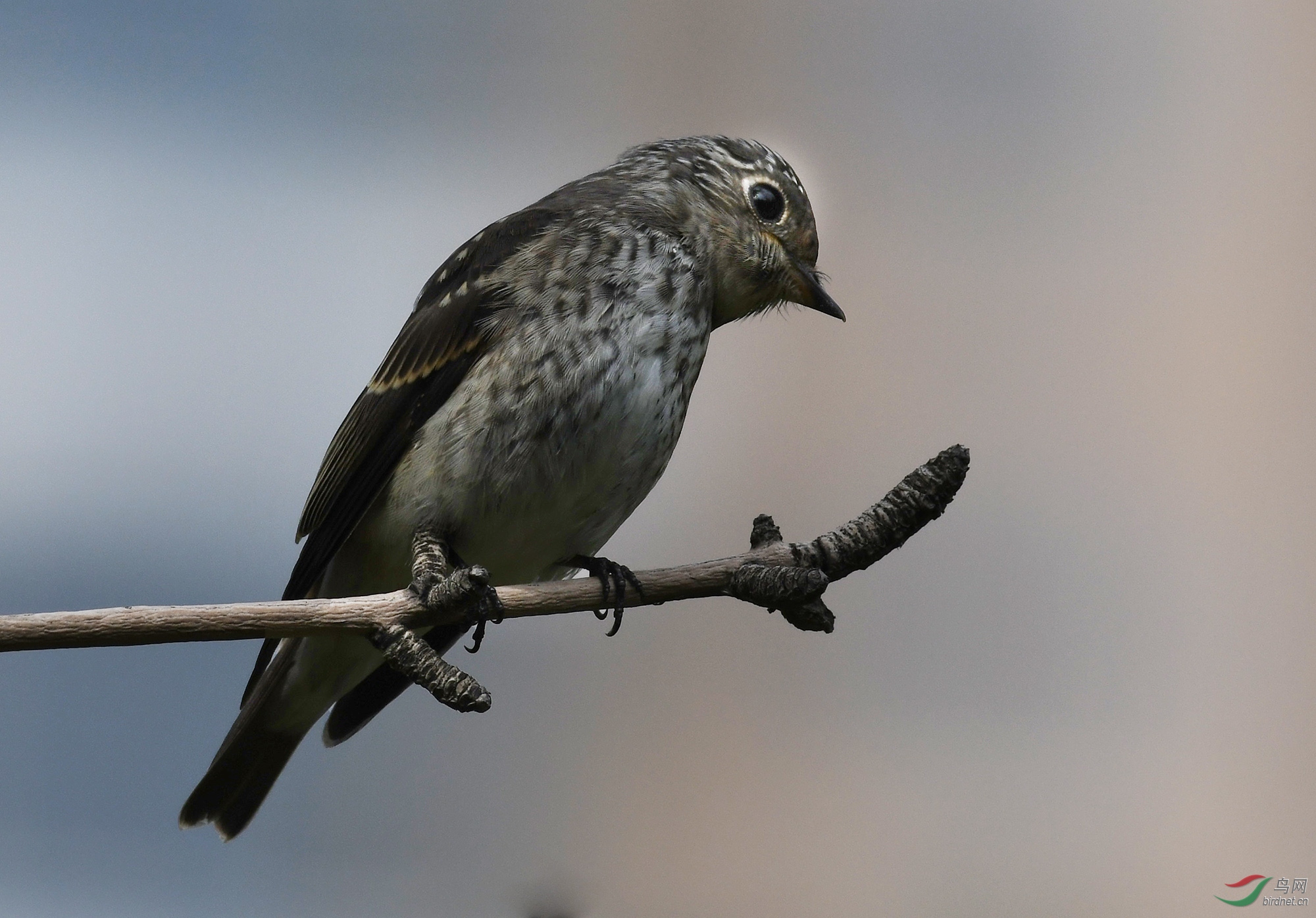 ������Ӱ 737����.jpg