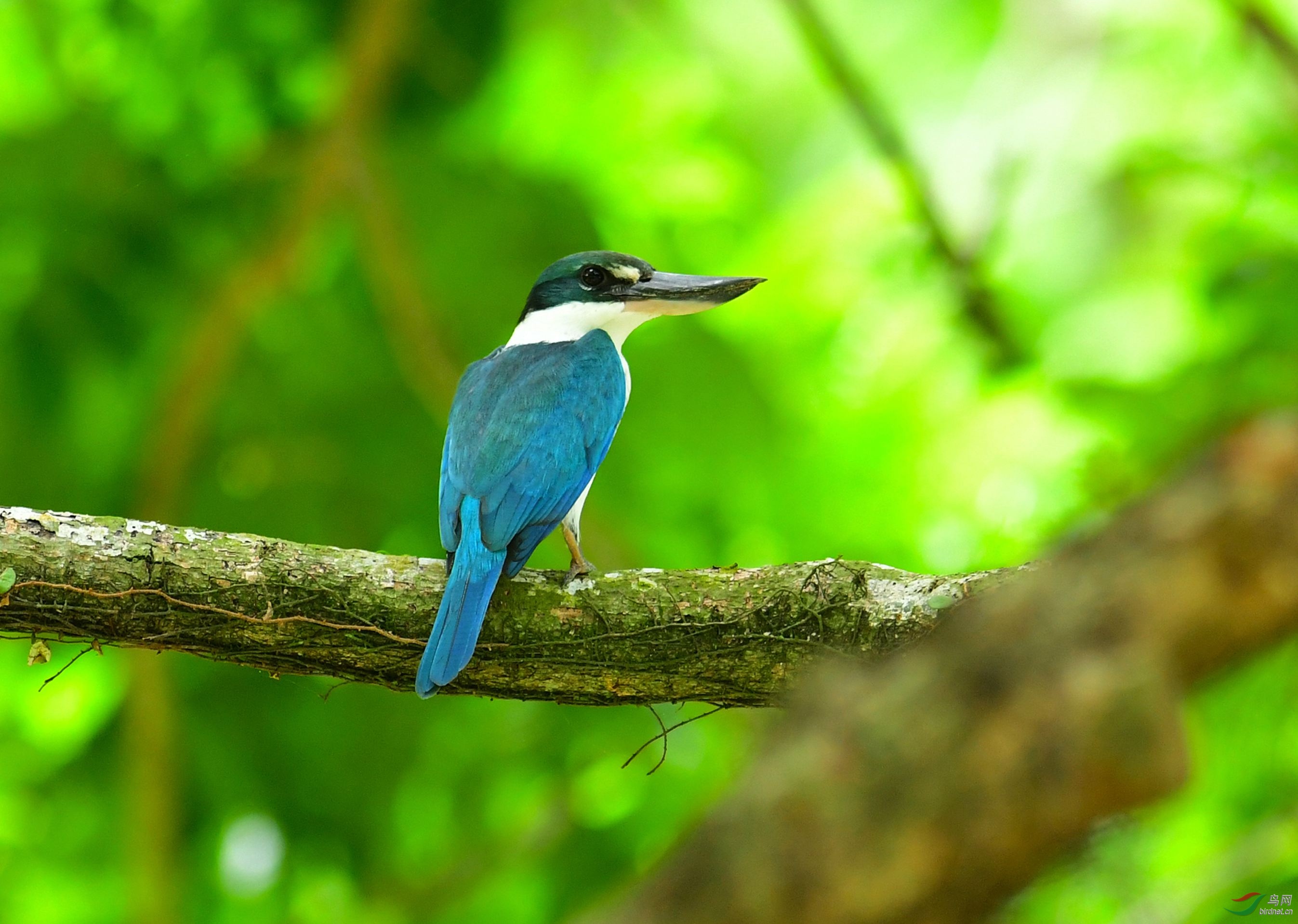 白领翡翠 《 新加坡拍》