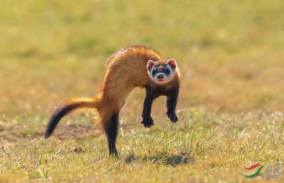 艾鼬恭贺老师佳作荣获首页精华