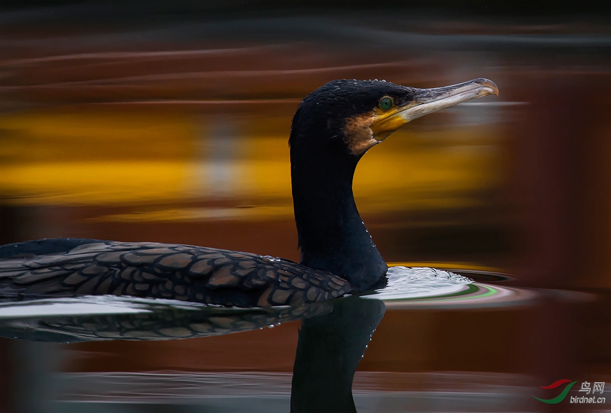 DSC_8242 ����-1A.jpg