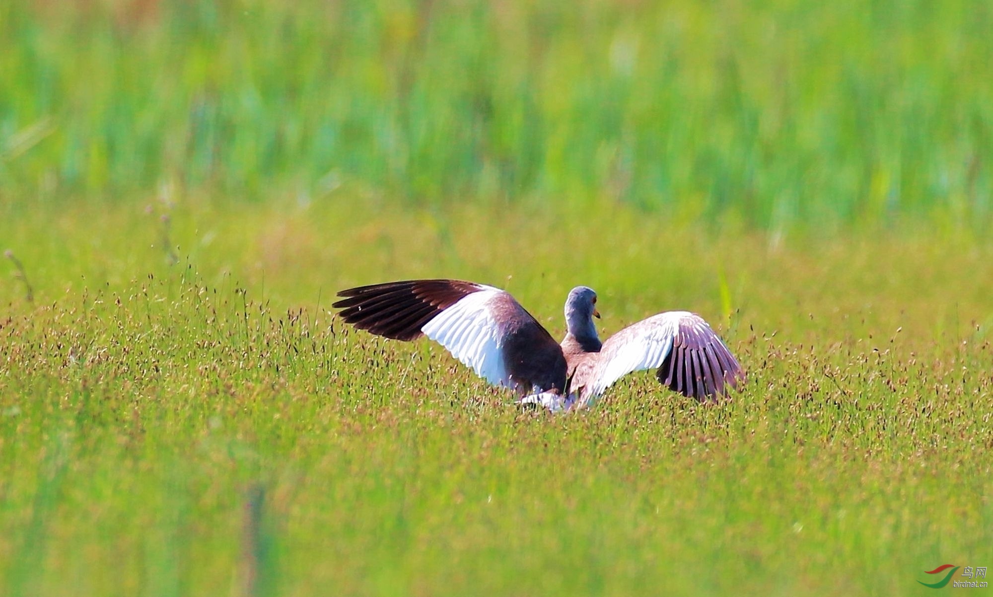 AK2Y2140_2000 pao.jpg