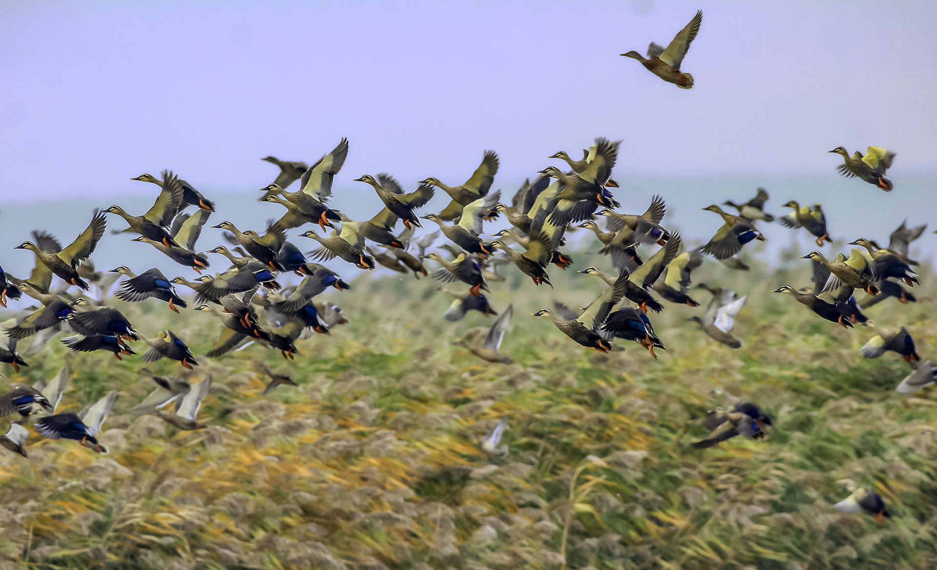 ͼΪ����Ѽ�����Ŀ� �㣩-.jpg