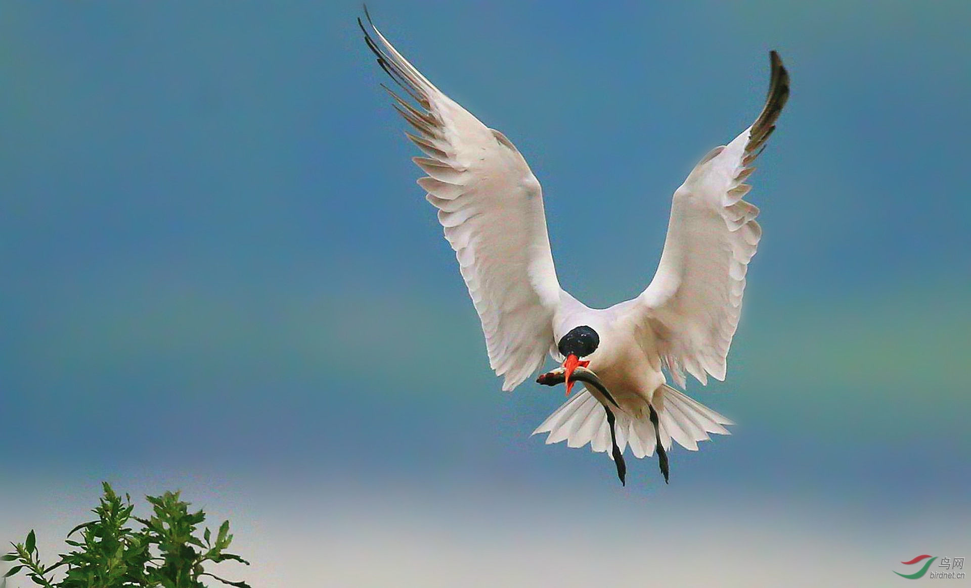 【北极燕鸥拿鱼】