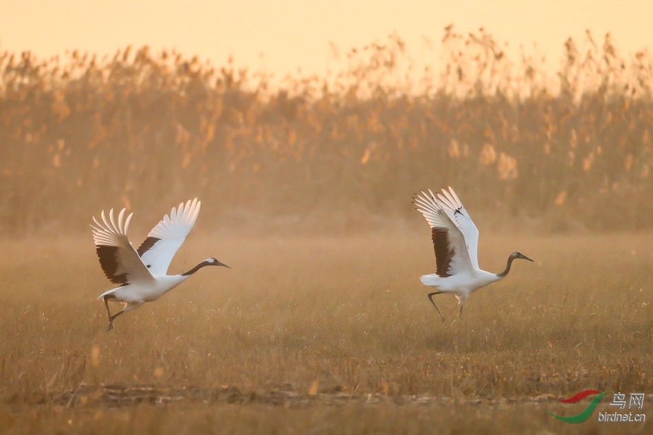 水鸟晨鹤飞舞祝贺荣获鸟网首页精华