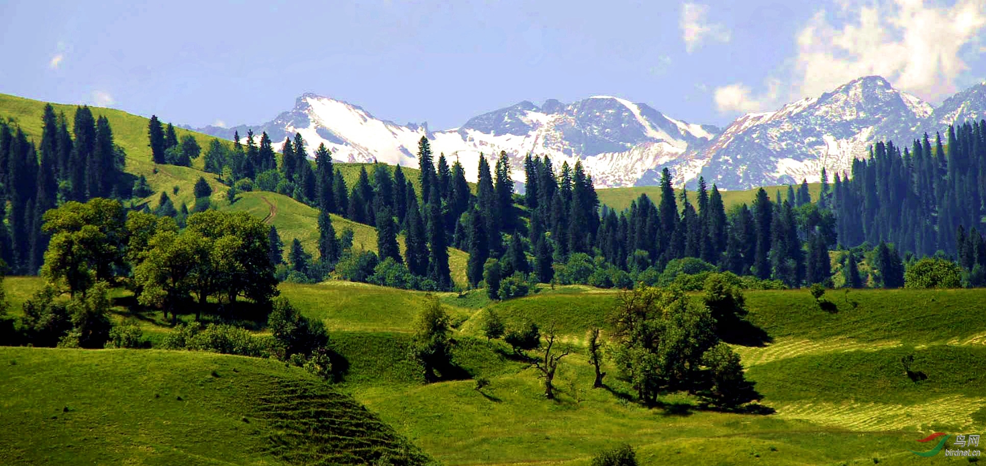 美丽的新疆那拉提大草原风光