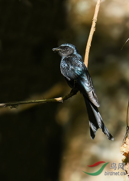 DSC_0205'x.jpg
