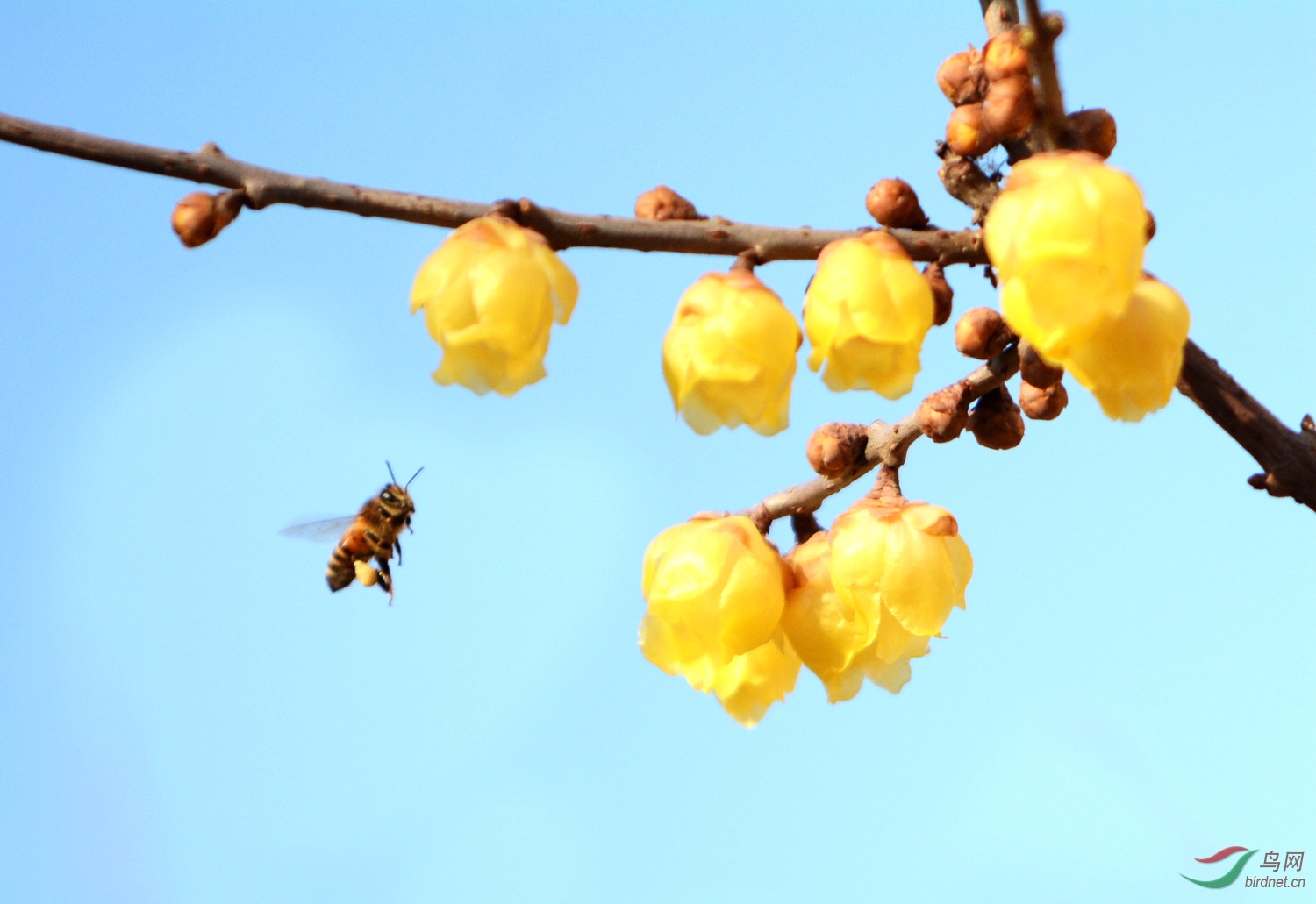腊梅盛开群蜂采蜜忙