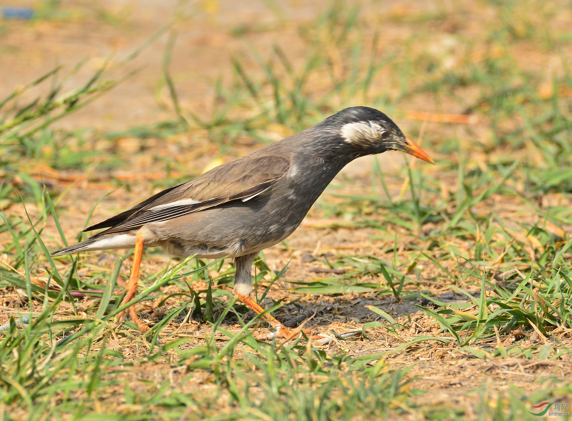灰椋鸟幼鸟图片图片