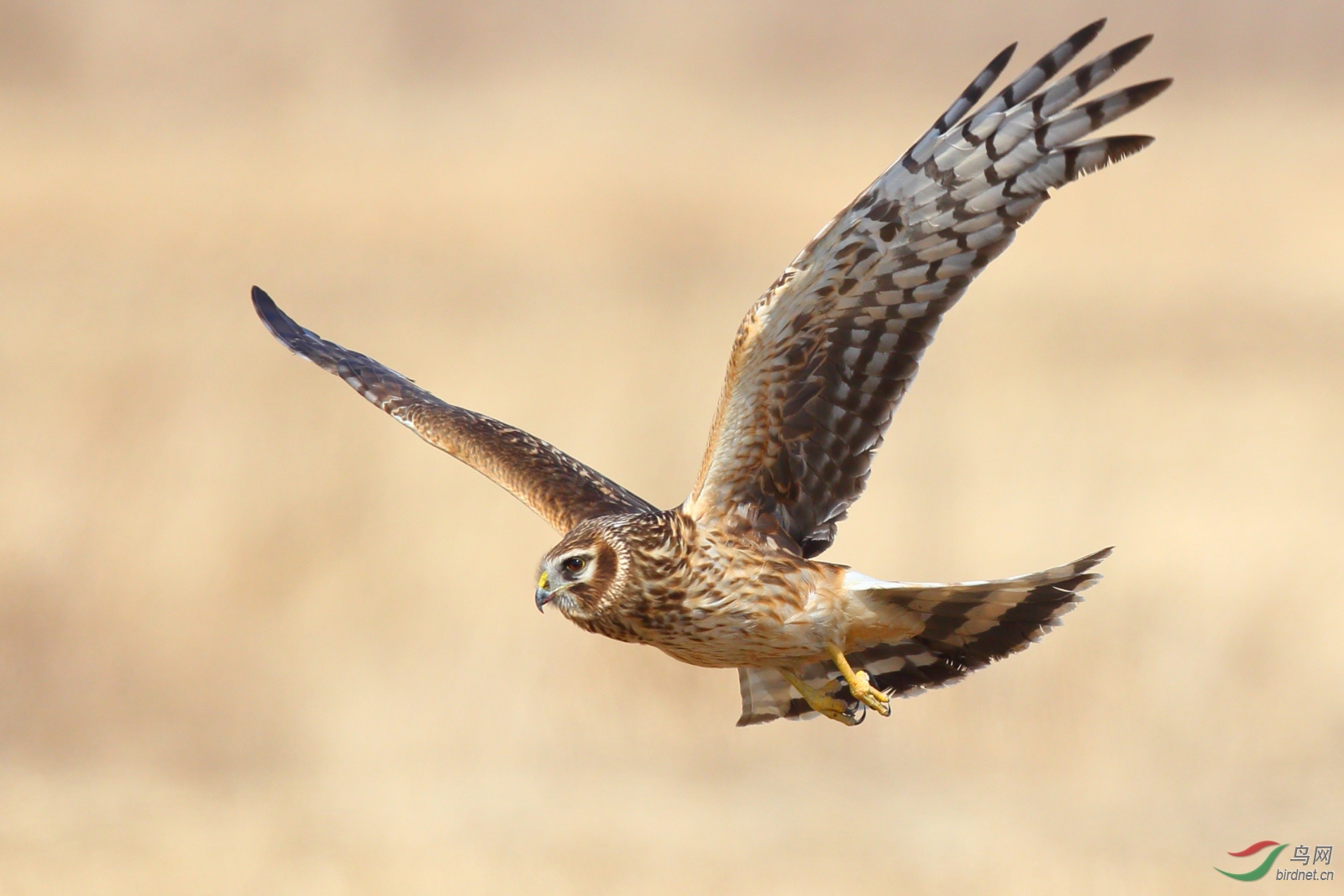 白尾鹞祝贺荣获本版佳作