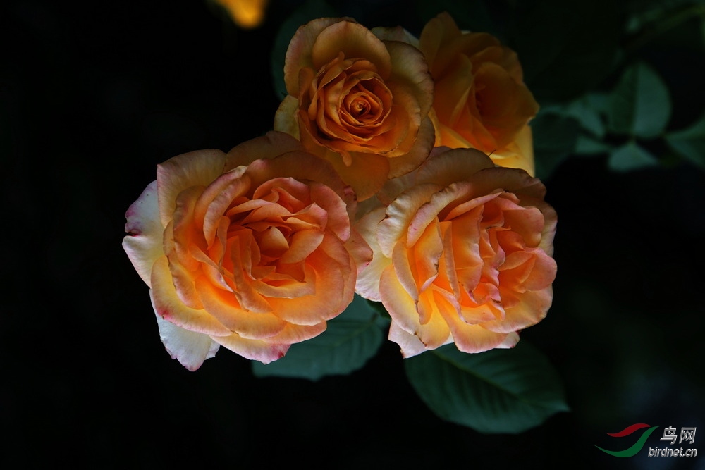 DSC09665.JPG