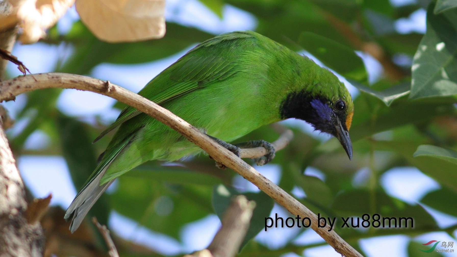 ����Լ8��