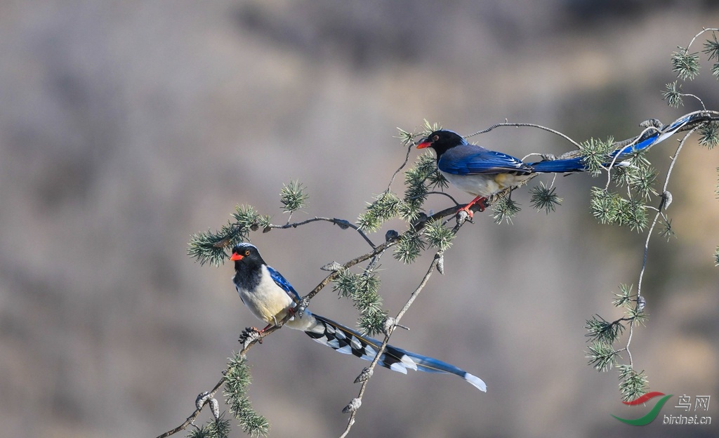 ������ȵ