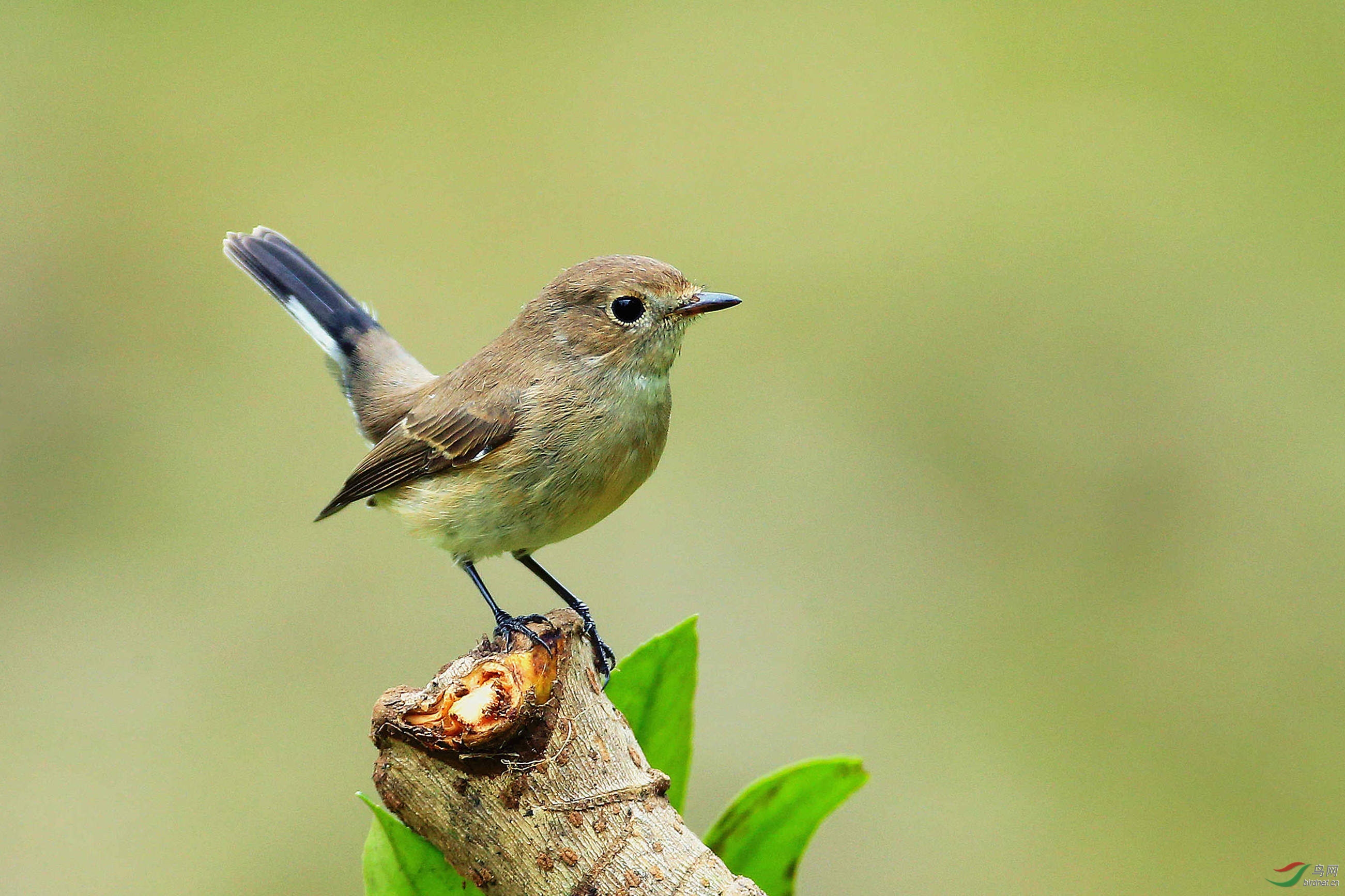 红喉姬鹟(雌鸟)(祝贺本版佳作!