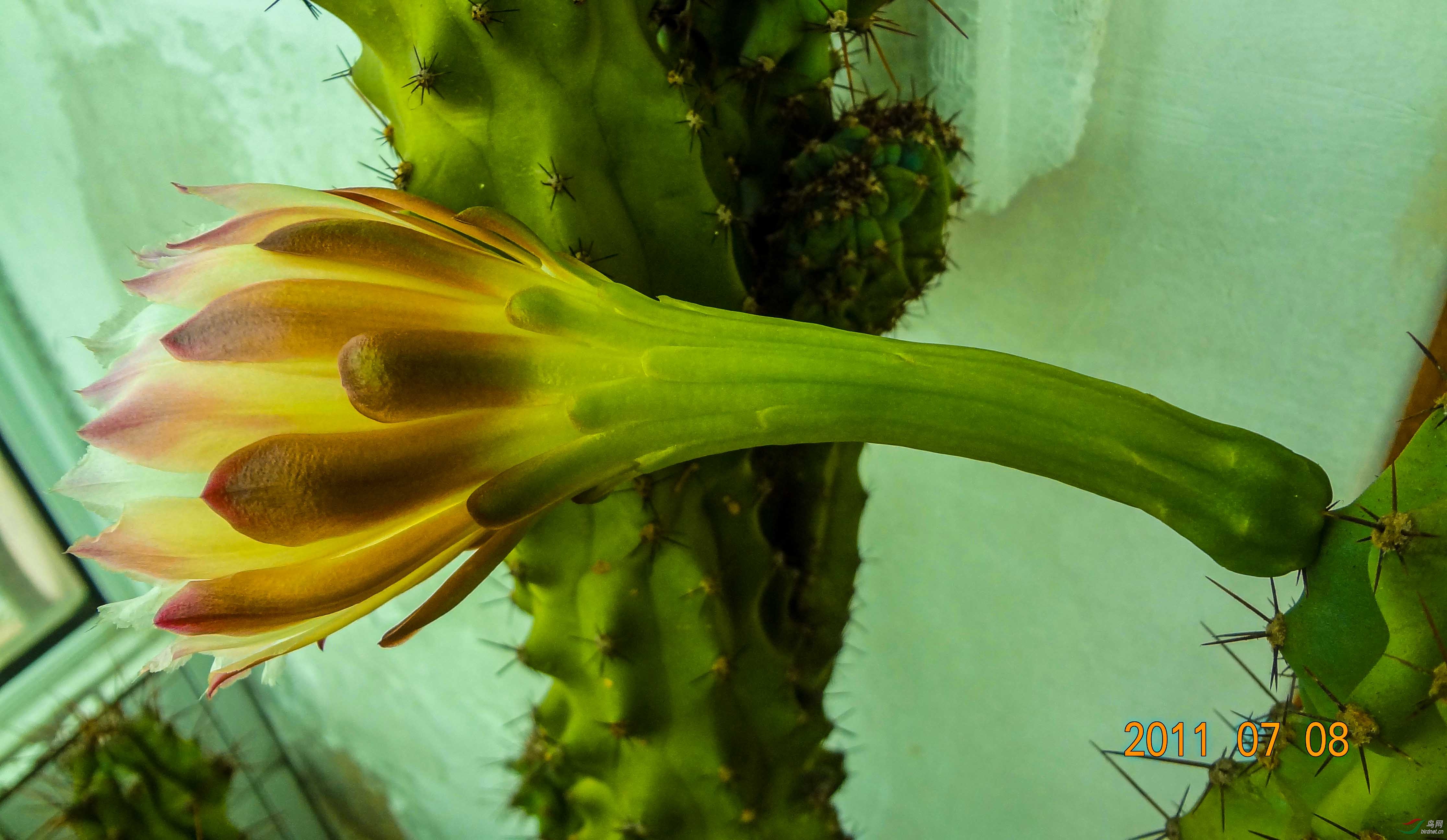 我家仙人树第一次开花