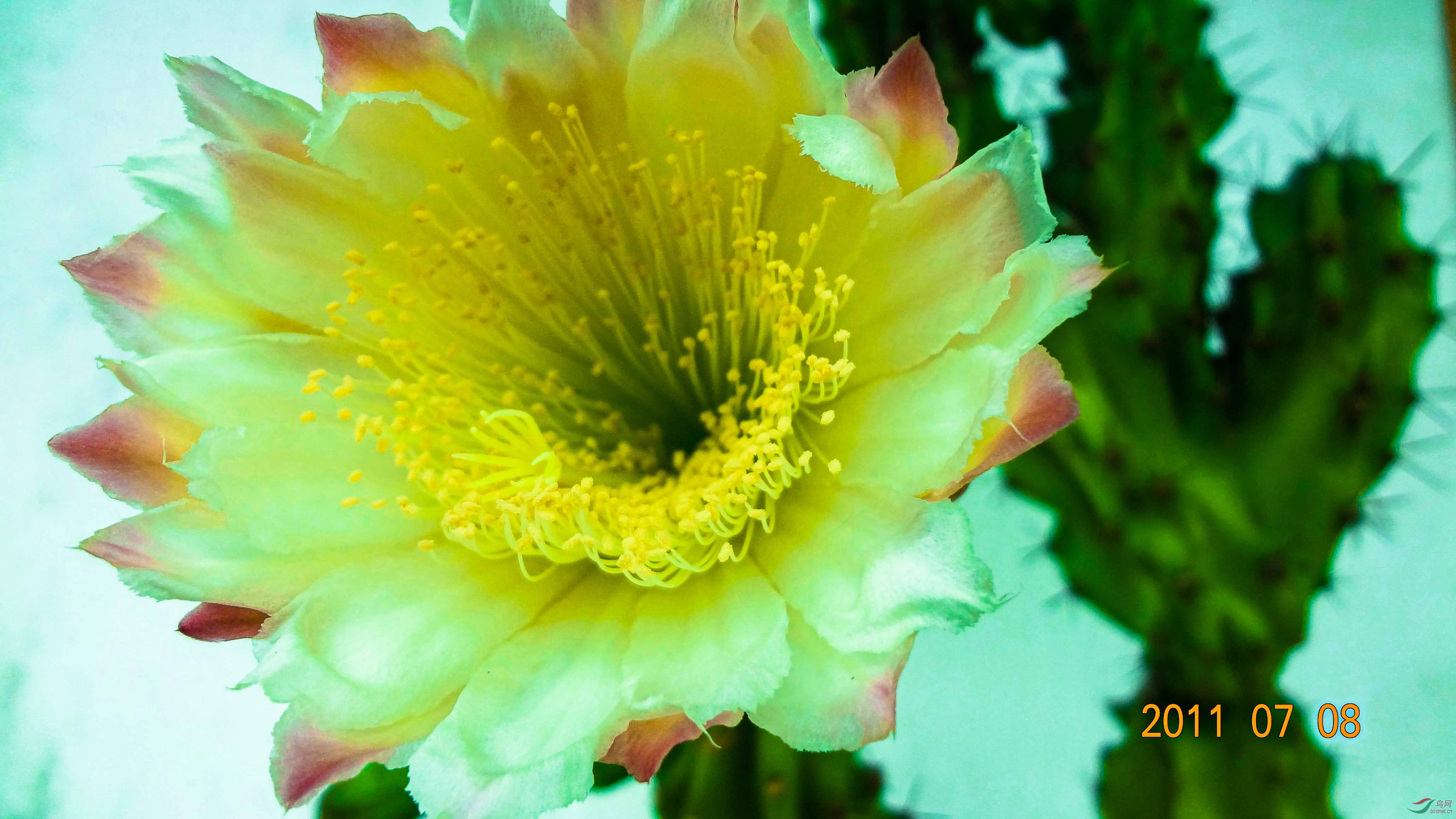 我家仙人树第一次开花