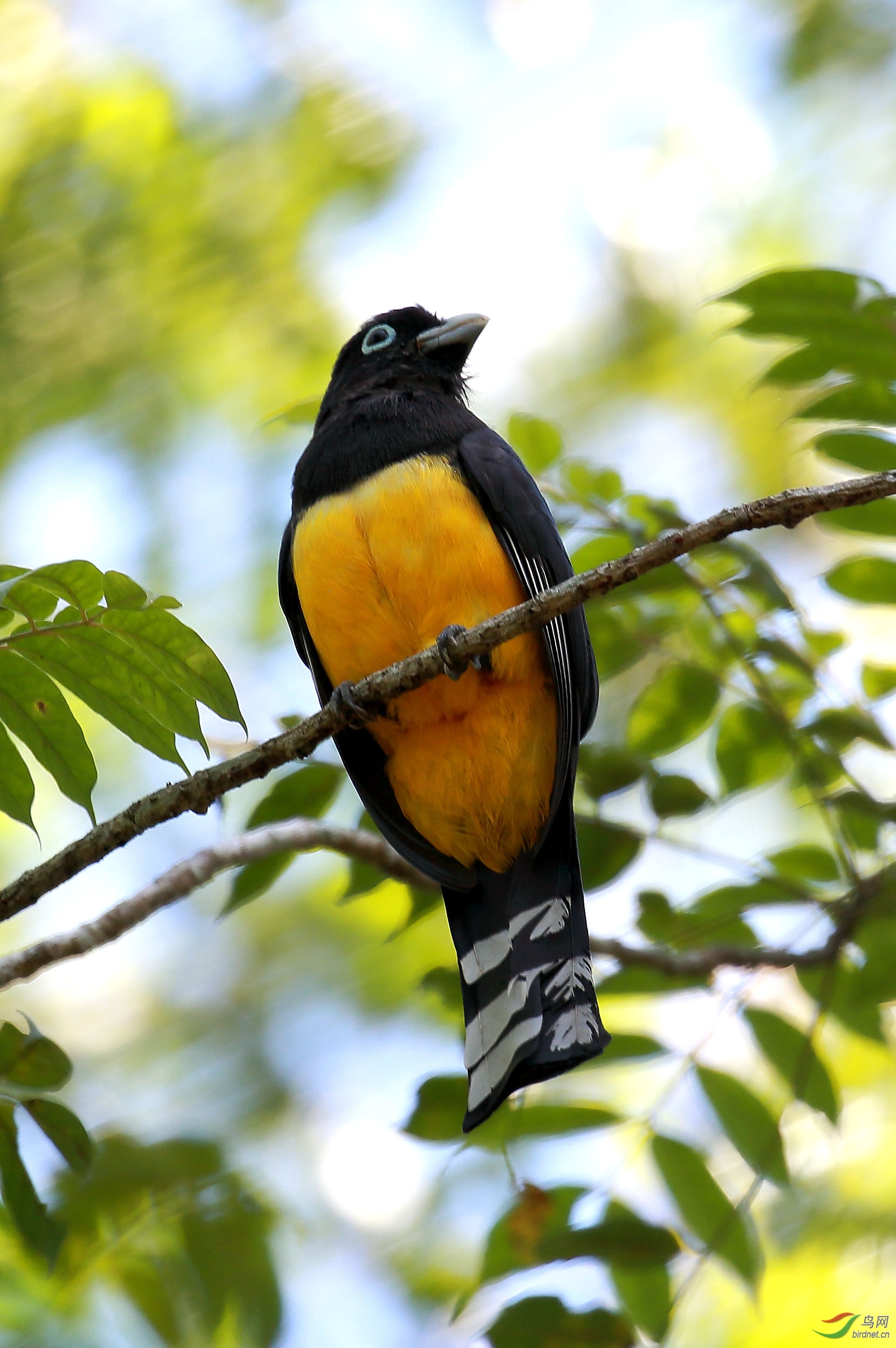 危地马拉鸟类求教之一